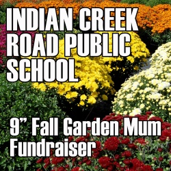 9" Fall Garden Mum - $15.00 each - Indian Creek Road Public School